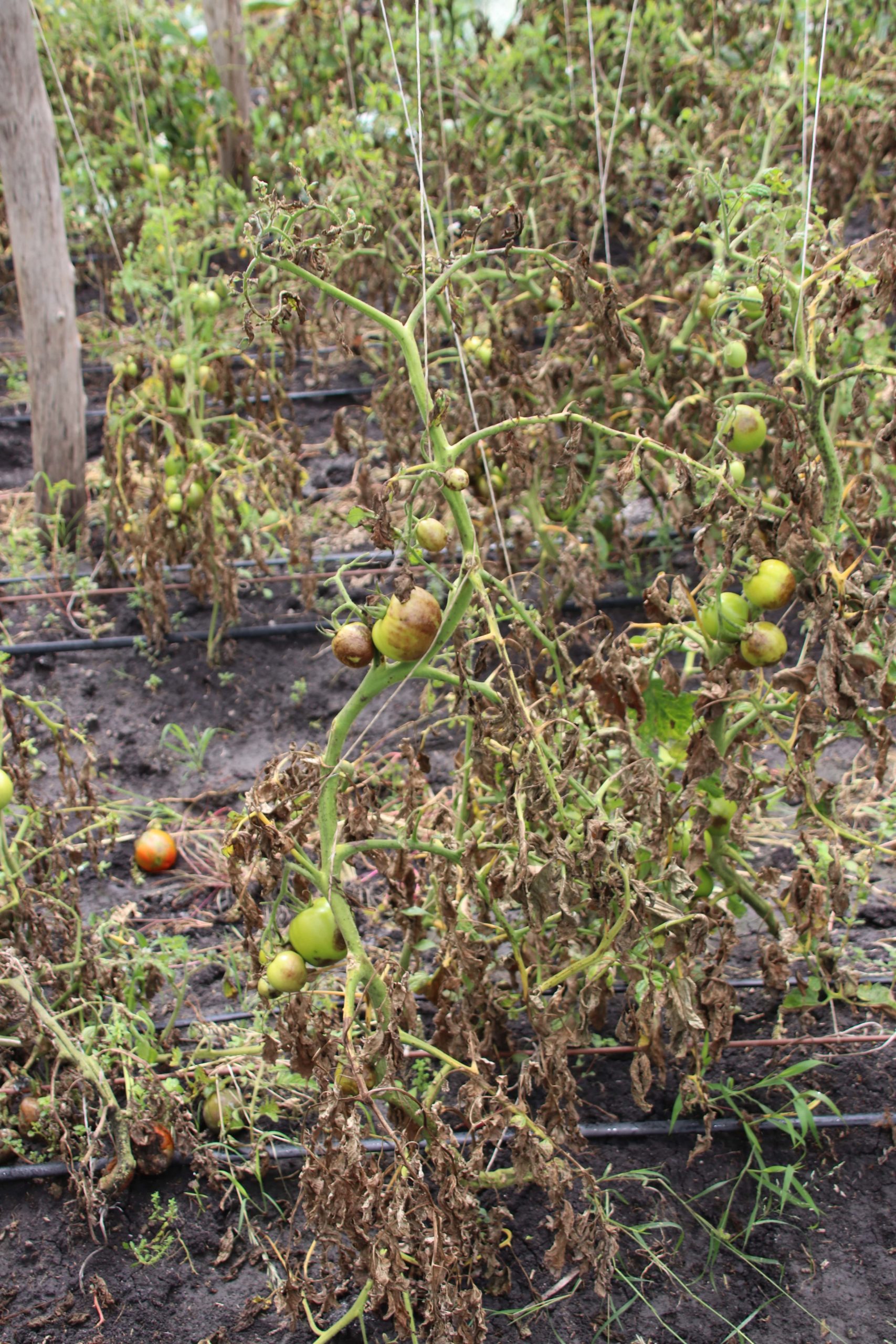 A Natural Enemy to Counter A Ravaging Pest