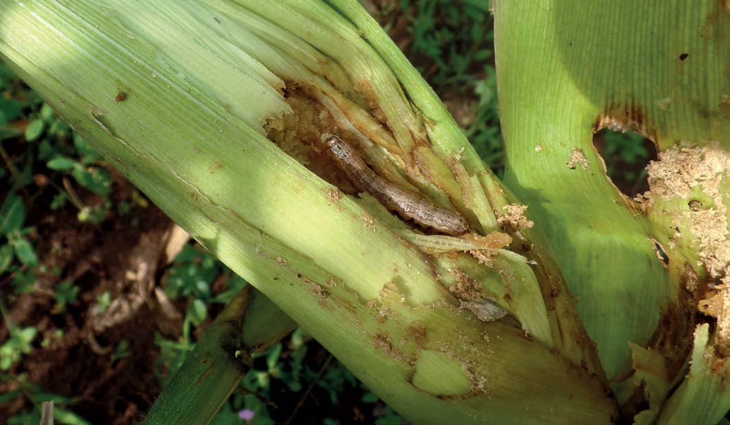 Fall armyworm larvae on maize cob
